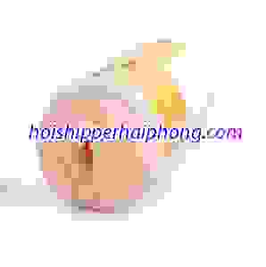 qinga - hoishipperhaiphong
